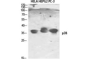 Western Blot (WB) analysis of HeLa HepG2 PC-3 using p38 Polyclonal Antibody. (MAPK14 抗体)