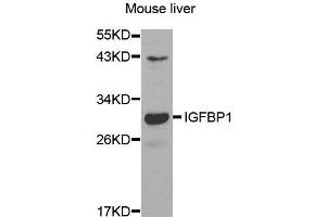 Western Blotting (WB) image for anti-Insulin-Like Growth Factor Binding Protein 1 (IGFBPI) (AA 26-259) antibody (ABIN6219959) (IGFBPI 抗体  (AA 26-259))