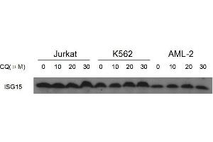 ISG15 Antibody western blot analysis in Jurkat?