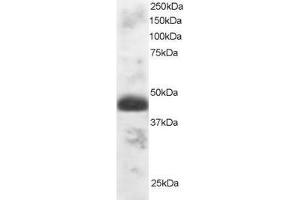 Image no. 1 for anti-Transcription Factor EC (TFEC) (AA 2-13) antibody (ABIN290587) (TFEC 抗体  (AA 2-13))