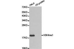 Western Blotting (WB) image for anti-Histone 3 (H3) (H3K4me) antibody (ABIN1872994) (Histone 3 抗体  (H3K4me))