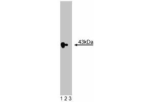 Western blot analysis of ECA39 on HeLa lysate. (BCAT1 抗体  (AA 213-335))