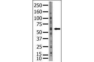 Image no. 1 for anti-SUMO1/sentrin/SMT3 Specific Peptidase 2 (SENP2) (C-Term) antibody (ABIN356753) (SENP2 抗体  (C-Term))