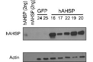 Western Blotting (WB) image for anti-alpha Hemoglobin Stabilizing Protein (aHSP) antibody (ABIN1043695) (aHSP 抗体)