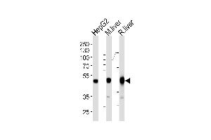Western blot analysis of lysates from HepG2 cell line and mouse liver rat liver tissue lysates (from left to right) using H Antibody (Center) (ABIN1944892 and ABIN2838534). (Phenylalanine Hydroxylase 抗体  (AA 127-161))