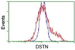 HEK293T cells transfected with either RC203419 overexpress plasmid (Red) or empty vector control plasmid (Blue) were immunostained by anti-DSTN antibody (ABIN2454406), and then analyzed by flow cytometry. (Destrin 抗体)