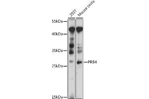 Western blot analysis of extracts of various cell lines, using PRB4 antibody (ABIN7265834) at 1:1000 dilution. (PRB4 抗体  (AA 178-247))