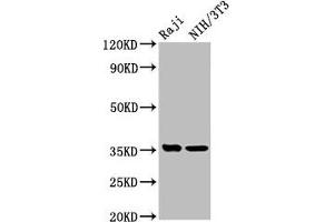 Western Blot Positive WB detected in: Raji whole cell lysate, NIH/3T3 whole cell lysate All lanes: NECTIN4 antibody at 5. (PVRL4 抗体  (AA 91-199))