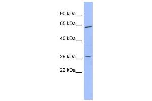 WB Suggested Anti-HRG Antibody Titration:  0. (HRG 抗体  (Middle Region))