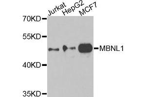 Western blot analysis of extracts of various cells, using MBNL1 antibody. (MBNL1 抗体)