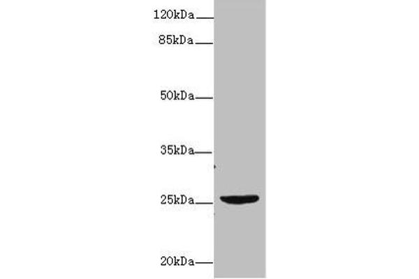 NEGR1 抗体  (AA 1-196)