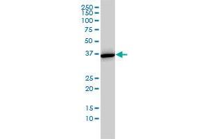 ANXA2 monoclonal antibody (M02), clone 1G7 Western Blot analysis of ANXA2 expression in HepG2 . (Annexin A2 抗体  (AA 19-357))