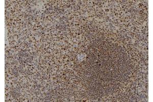 ABIN6273795 at 1/100 staining Mouse spleen tissue by IHC-P. (DYRK4 抗体  (C-Term))