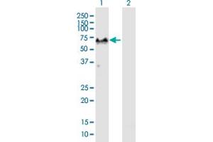 Western Blot analysis of G3BP1 expression in transfected 293T cell line by G3BP1 MaxPab polyclonal antibody. (G3BP1 抗体  (AA 1-466))