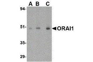 Western Blotting (WB) image for anti-ORAI Calcium Release-Activated Calcium Modulator 1 (ORAI1) (C-Term) antibody (ABIN2475964) (ORAI1 抗体  (C-Term))