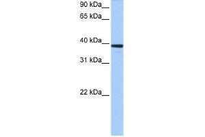 WB Suggested Anti-MRM1 Antibody Titration:  0. (MRM1 抗体  (C-Term))