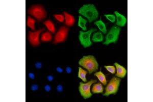 ABIN7093145 and ABIN7101263 staining HepG2 cells by IF/ICC. (Vitamin D-Binding Protein 抗体  (Internal Region))