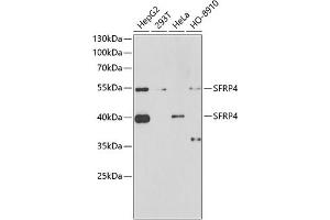 Western blot analysis of extracts of various cell lines, using SFRP4 antibody (ABIN6132004, ABIN6147678, ABIN6147679 and ABIN6222043) at 1:1000 dilution. (SFRP4 抗体  (AA 19-346))