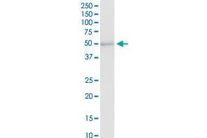 PAFAH2 MaxPab rabbit polyclonal antibody. (PAFAH2 抗体  (AA 1-392))