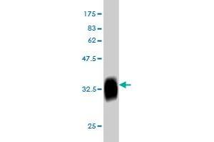 Western Blotting (WB) image for anti-CLK3 (CLK3) (AA 36-136) antibody (ABIN560408)