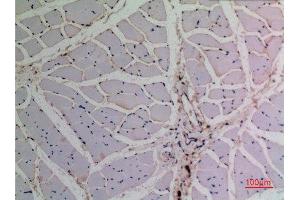 Immunohistochemistry (IHC) analysis of paraffin-embedded Rat Muscle, antibody was diluted at 1:100. (TCP1 alpha/CCTA 抗体  (N-Term))
