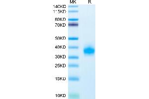 SDS-PAGE (SDS) image for UL16 Binding Protein 2 (ULBP2) (AA 26-217) protein (His-Avi Tag) (ABIN7275815)