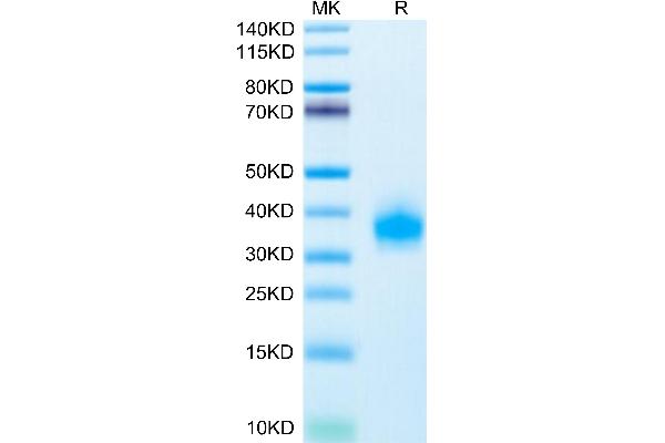 ULBP2 Protein (AA 26-217) (His-Avi Tag)