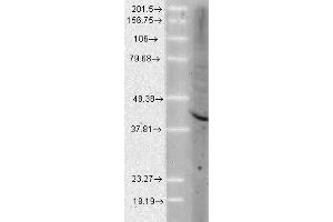 Aha1 Human Cell line Mix 10ug 1 in 1000. (AHSA1 抗体)