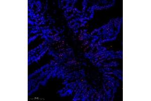 Immunofluorescence of paraffin embedded mouse small intestine using SRRM2 (ABIN7075555) at dilution of 1:650 (300x lens) (SRRM2 抗体)