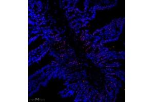 Immunofluorescence of paraffin embedded mouse small intestine using SRRM2 (ABIN7075555) at dilution of 1:650 (300x lens)