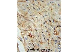 SCAR5 Antibody (C-term) (ABIN653999 and ABIN2843936) immunohistochemistry analysis in formalin fixed and paraffin embedded human skeletal muscle followed by peroxidase conjugation of the secondary antibody and DAB staining.