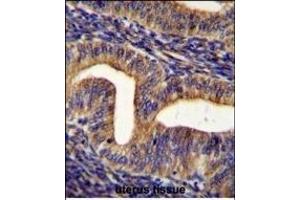 GHSR Antibody (C-term) (ABIN655816 and ABIN2845240) immunohistochemistry analysis in formalin fixed and paraffin embedded human uterus tissue followed by peroxidase conjugation of the secondary antibody and DAB staining.