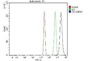 anti-Ral GTPase Activating Protein, alpha Subunit 2 (Catalytic) (RALGAPA2) (AA 246-1556) antibody