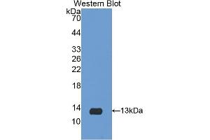 Detection of Recombinant IL8, Porcine using Polyclonal Antibody to Interleukin 8 (IL8) (IL-8 抗体  (AA 26-103))