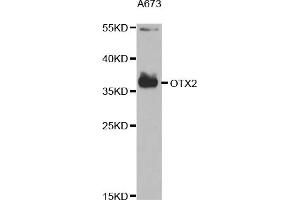 Western blot analysis of extracts of A-673 cells, using OTX2 antibody (ABIN6293012) at 1:1000 dilution. (OTX2 抗体)