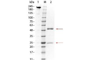 SDS-PAGE of Mouse anti-GSTO1 Monoclonal Antibody. (GSTO1 抗体)