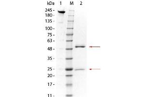 SDS-PAGE of Mouse anti-GSTO1 Monoclonal Antibody. (GSTO1 抗体  (GST tag))