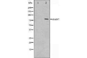 Western blot analysis on HeLa cell lysate using RAD17 Antibody. (RAD17 抗体  (C-Term))