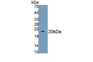 Western Blotting (WB) image for anti-Solute Carrier Family 2 (Facilitated Glucose Transporter), Member 1 (SLC2A1) (AA 251-329) antibody (ABIN7440536)