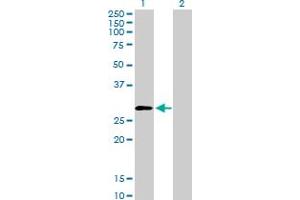 Western Blot analysis of PSMD9 expression in transfected 293T cell line by PSMD9 MaxPab polyclonal antibody.