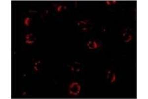 Immunofluorescence of CXCR4-Lo in Hela cells with CXCR4-Lo Antibody  at 4 ug/ml. (CXCR4 抗体  (Isoform A, N-Term))