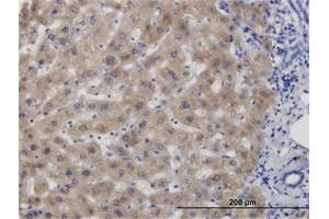 Immunohistochemistry (Formalin-fixed Paraffin-embedded Sections) (IHC (fp)) image for anti-Cystathionine-beta-Synthase (CBS) (AA 1-100) antibody (ABIN514088)