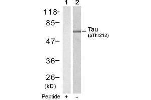 Western blot analysis of extracts from mouse brain tissue using Tau(Phospho-Thr212) Antibody(Lane 2) and the same antibody preincubated with blocking peptide(Lane1). (MAPT 抗体  (pThr212))