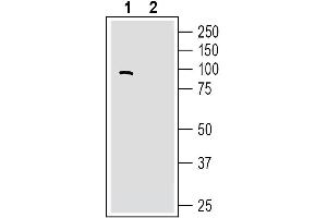 Western blot analysis of human SH-SY5Y neuroblastoma cell line lysates:1. (LRRC4 抗体  (Extracellular))