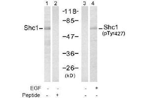 Image no. 2 for anti-SHC (Src Homology 2 Domain Containing) Transforming Protein 1 (SHC1) (pTyr427) antibody (ABIN197086) (SHC1 抗体  (pTyr427))