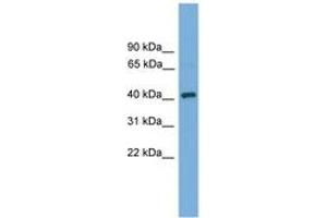 Image no. 1 for anti-DnaJ (Hsp40) Homolog, Subfamily B, Member 12 (DNAJB12) (AA 51-100) antibody (ABIN6744595) (DNAJB12 抗体  (AA 51-100))