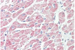 Anti-NLRX1 antibody IHC staining of human heart. (NLRX1 抗体  (AA 580-630))