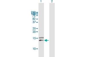 Western Blot analysis of CCL28 expression in transfected 293T cell line by CCL28 MaxPab polyclonal antibody. (CCL28 抗体  (AA 1-127))