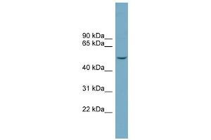 WB Suggested Anti-FAM98A Antibody Titration: 0. (FAM98A 抗体  (Middle Region))