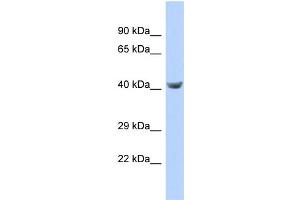 Host:  Rabbit  Target Name:  TPTE  Sample Type:  721_B Whole cell lysates  Antibody Dilution:  1. (TPTE 抗体  (C-Term))